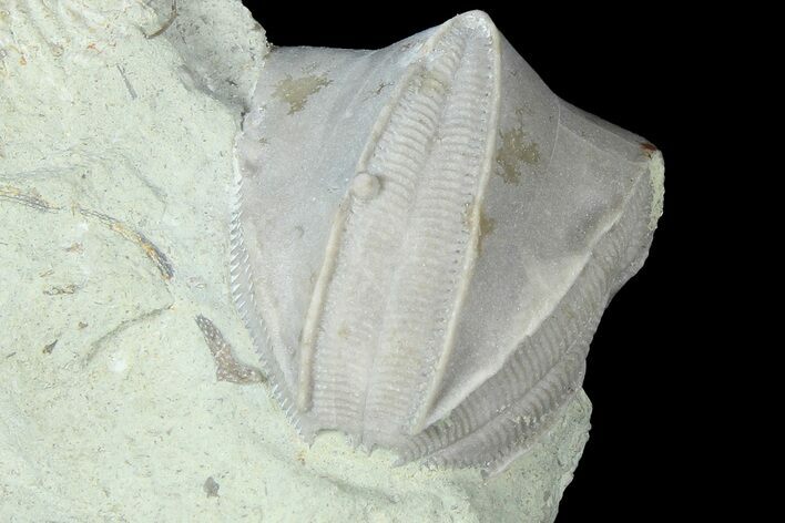 Blastoid (Pentremites) Fossil - Illinois #184106